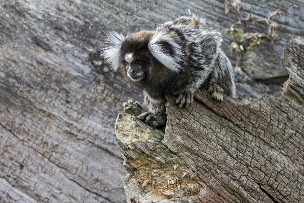 Common marmoset