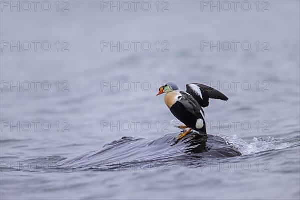 King eider