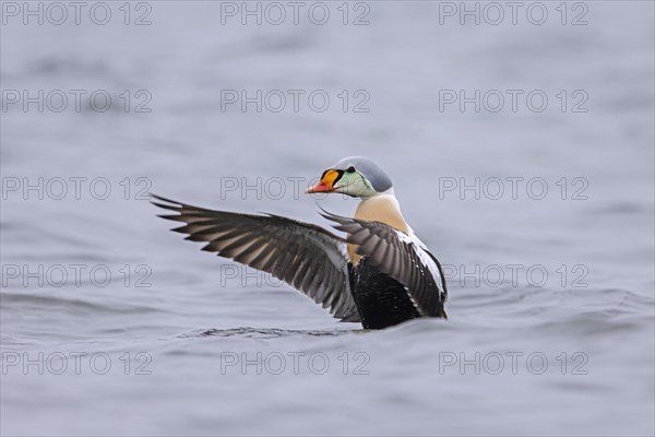 King eider