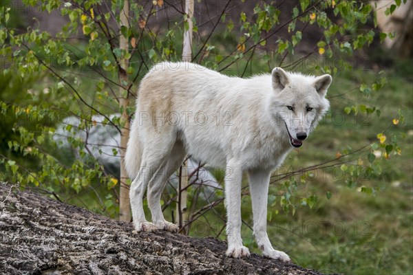 Lone Canadian Arctic wolf