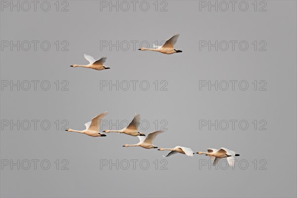 Migrating flock of tundra swans