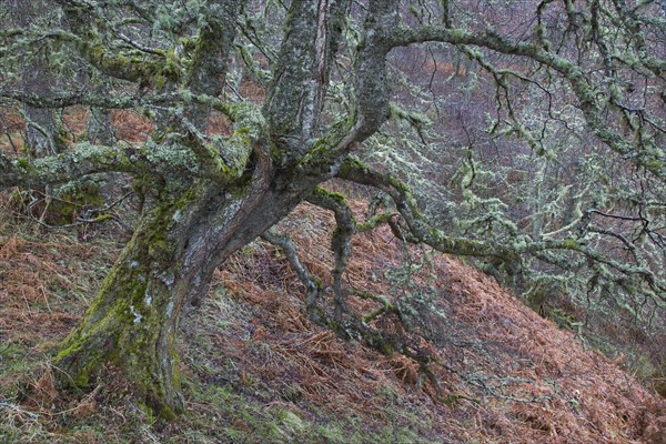 Silver birch