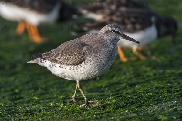 Red knots