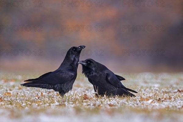 Common raven