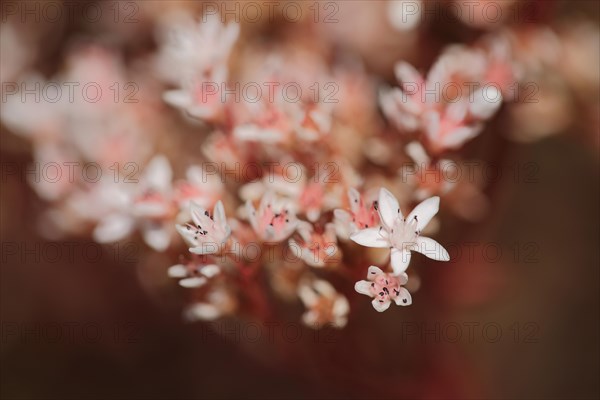 Flower of white stonecrop