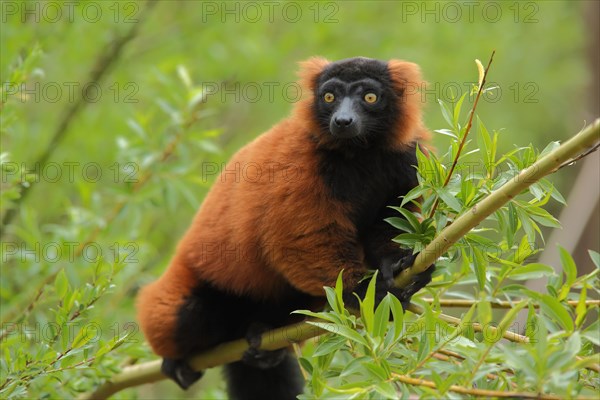 Red ruffed lemur