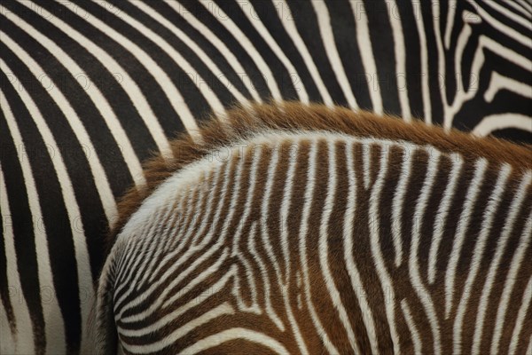 Grevy's zebra