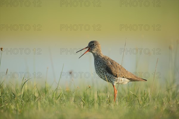 Common redshank