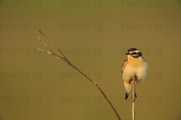 Male Whinchat