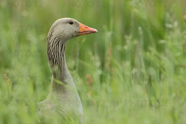 Portrait of greylag goose