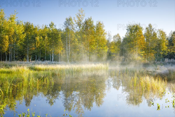 The first rays of sunlight bathe the birch forest and grasses in a warm light