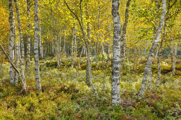 Birch forest and blueberry bushes in the backlight