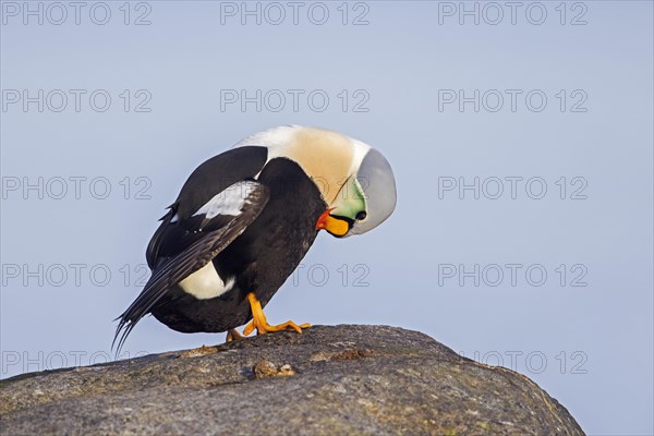 King eider