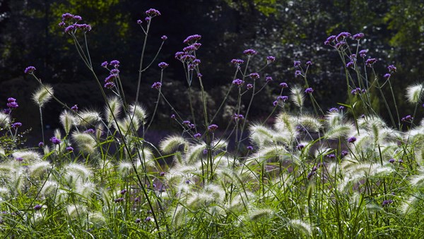 Dwarf fountain grass