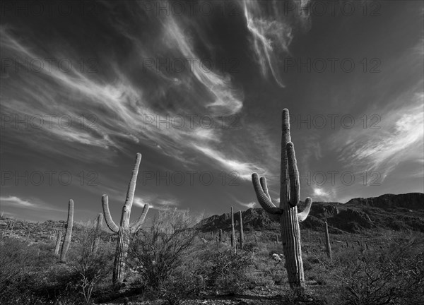 Saguaro Cactus