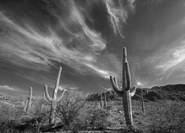 Saguaro Cactus