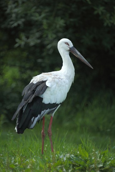 Maguari stork