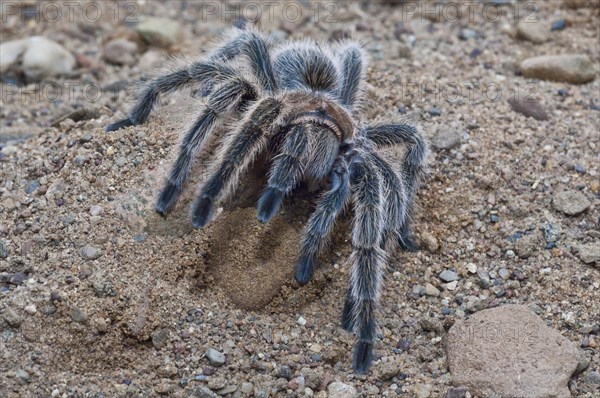 Rose-haired tarantula