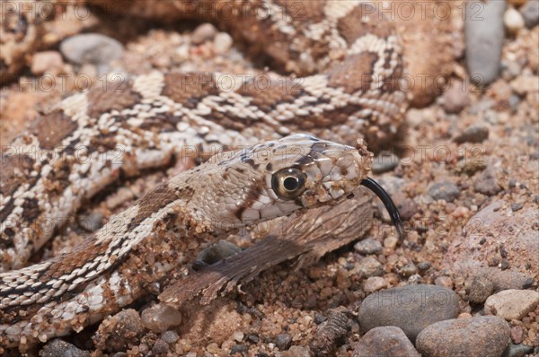 Sonoran gopher snake