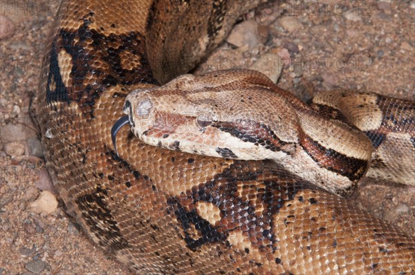 Columbian boa constrictor