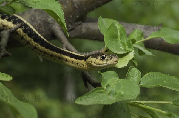 Eastern garter snake