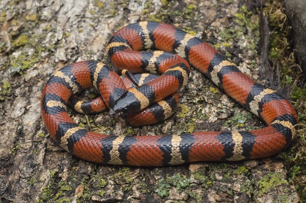 Mexican milk snake