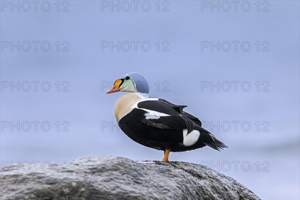 King eider