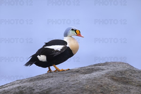 King eider