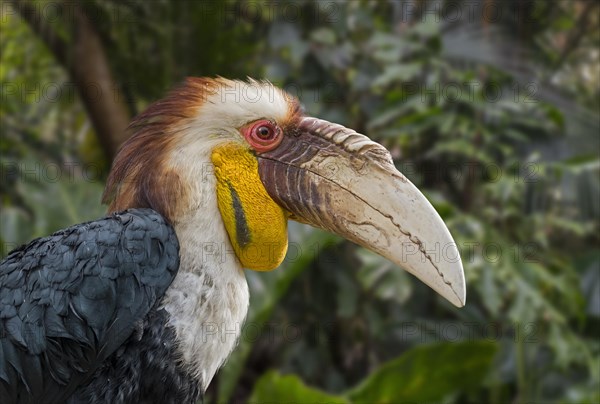 Wreathed hornbill