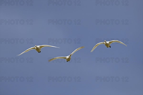 Three tundra swans