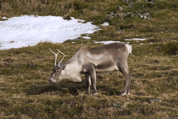 Reindeer