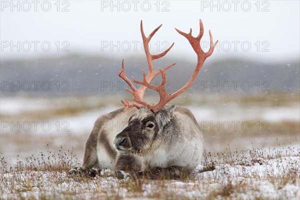 Svalbard reindeer