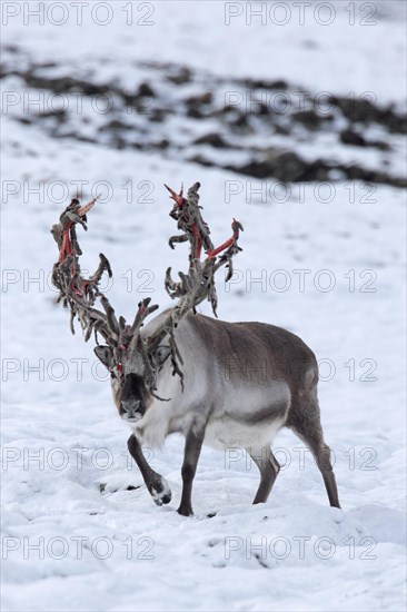 Svalbard reindeer