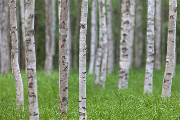 Silver birch