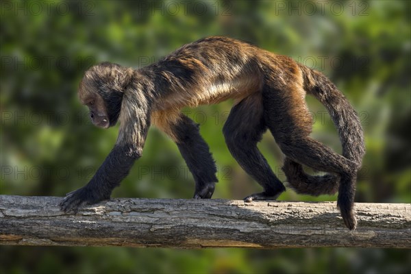 Golden-bellied capuchin