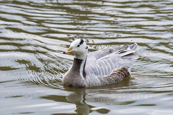 Bar-headed goose