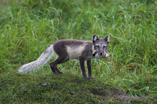 Arctic fox