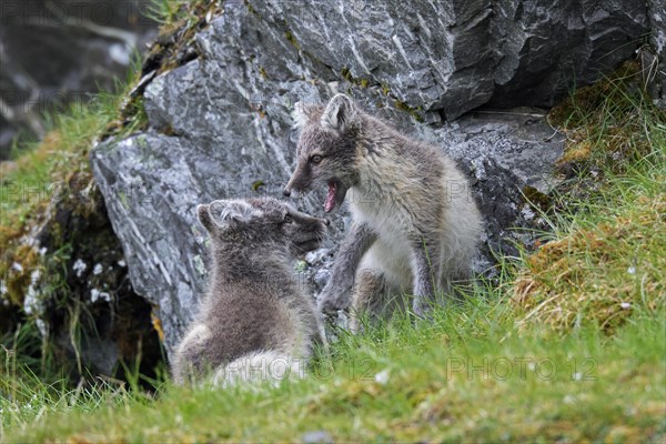 Arctic fox