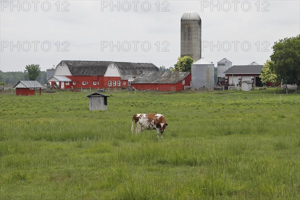 Cattle Farm