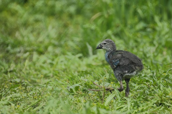 Juvenile grey-headed swamphen