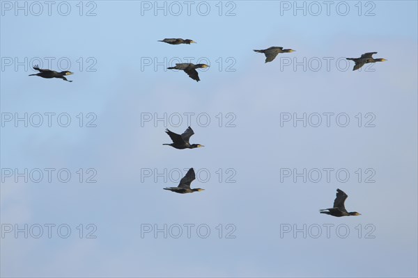 A troop of great cormorant