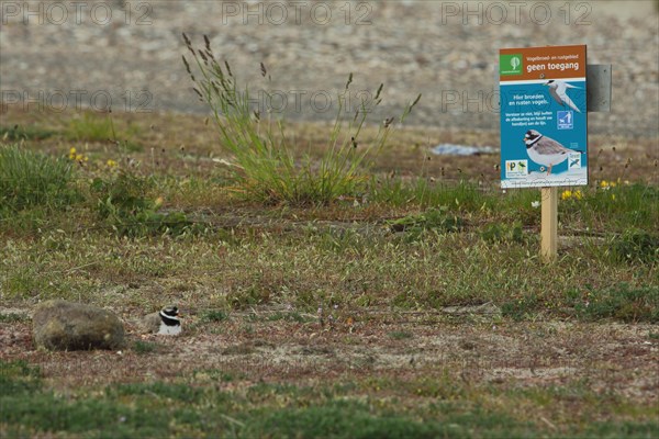 Ringed plover