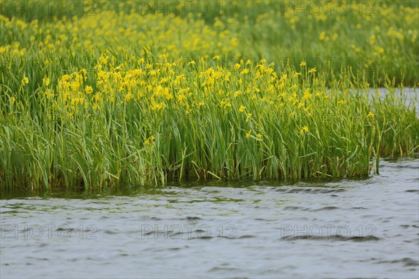 Lake shore with yellow flag