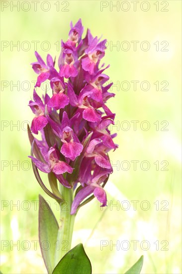 Greater early purple orchid