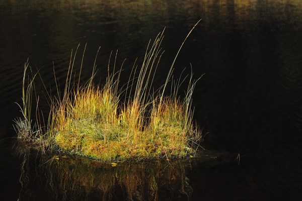 Bult in the bog lake