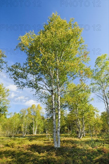 Large birch trees in early autumn with sunshine and blue sky