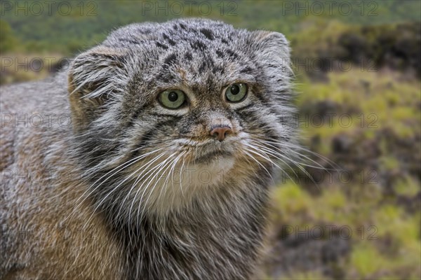 Pallas's cat