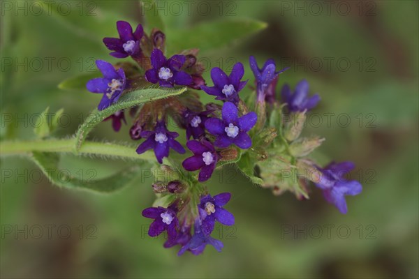 Common bugloss