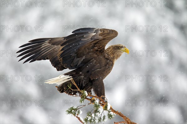 White-tailed Eagle