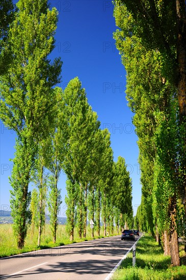 Avenue on the island of Reichenau on Lake Constance